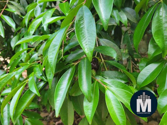 #CMI1714 - Chácara para Venda em Santana de Parnaíba - SP