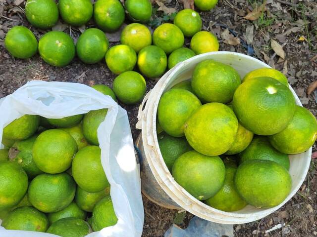 #CMI1714 - Chácara para Venda em Santana de Parnaíba - SP